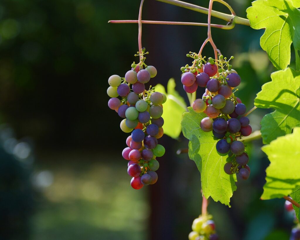 grapes-g613c0769a_1280